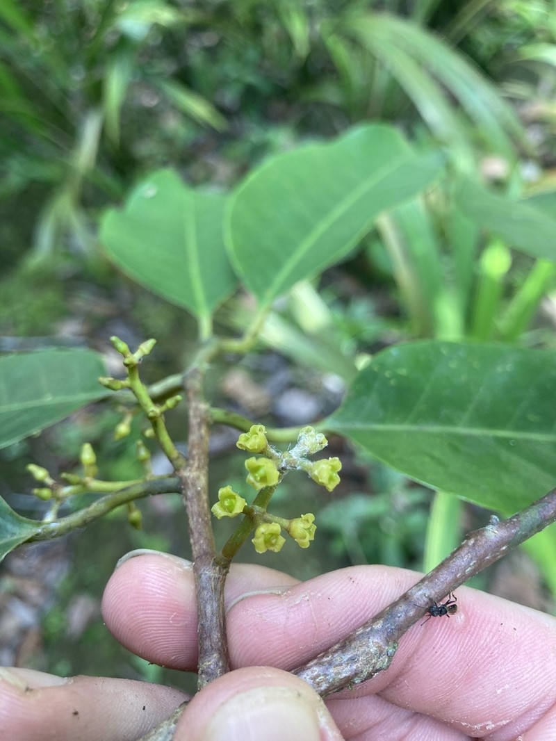 Otoba parvifolia photo 7