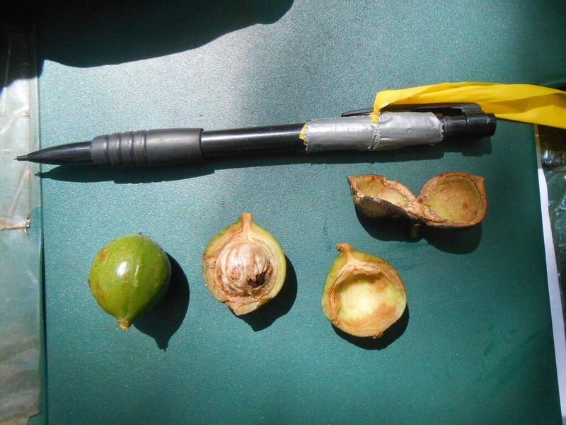 Otoba parvifolia photo 8