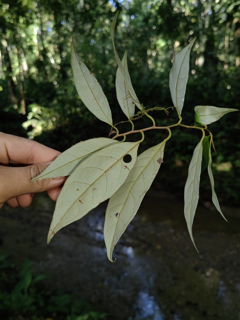 Otoba vespertilio