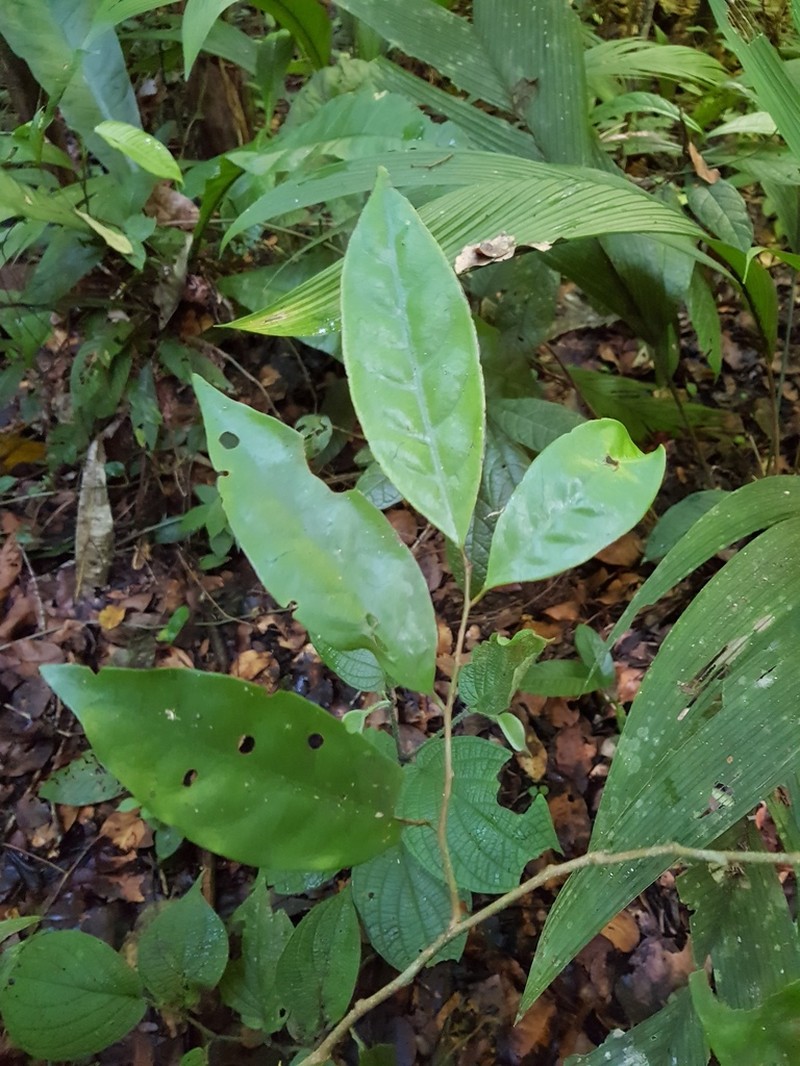Otoba vespertilio photo 2