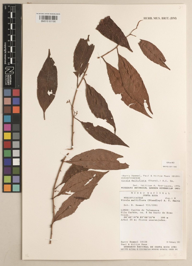 Otoba vespertilio photo 4