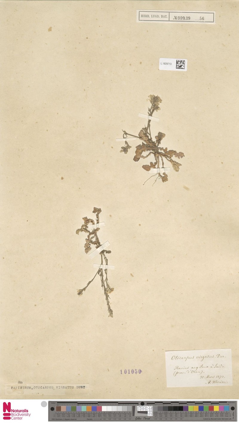 Otocarpus virgatus