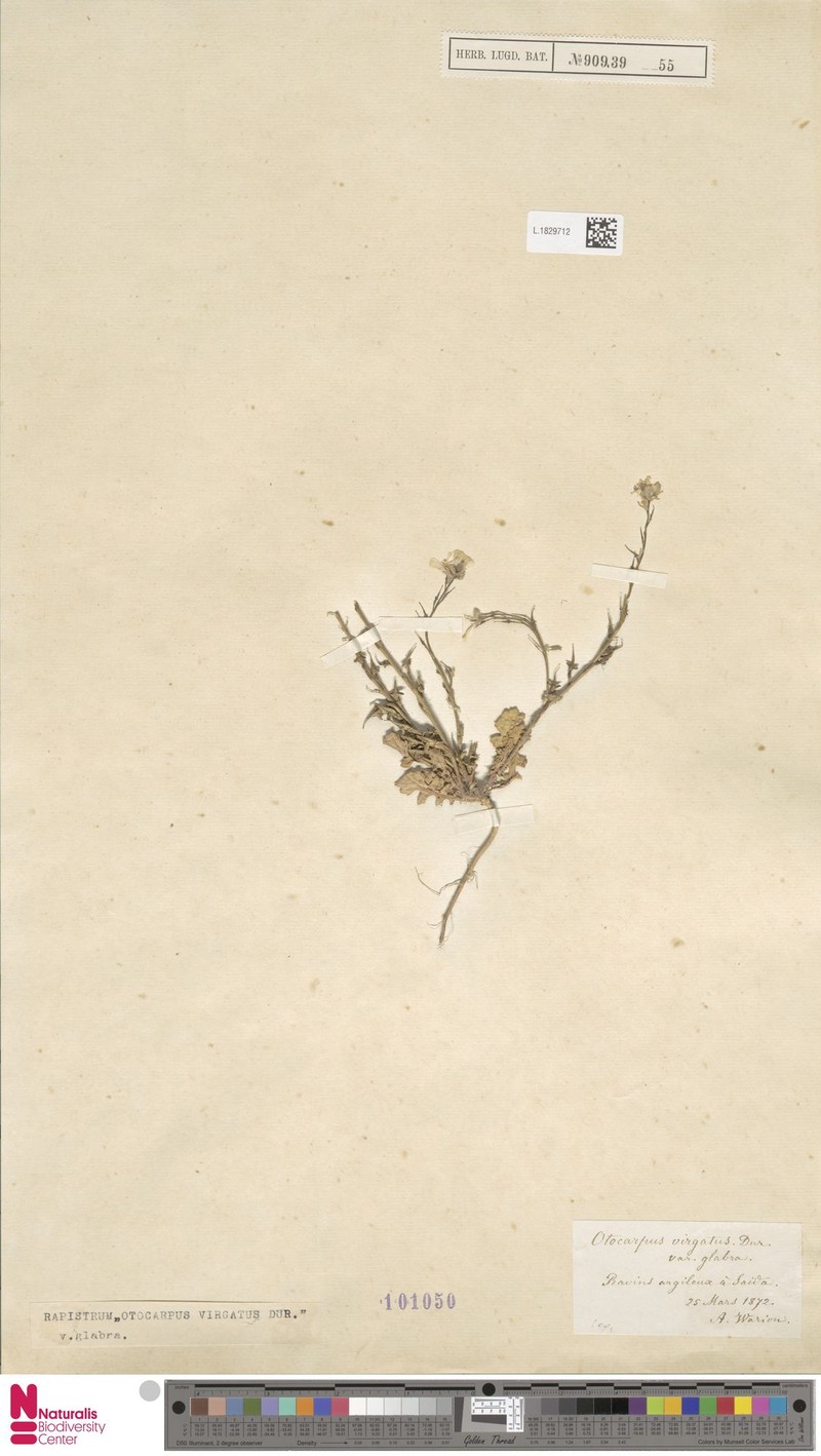 Otocarpus virgatus photo 2