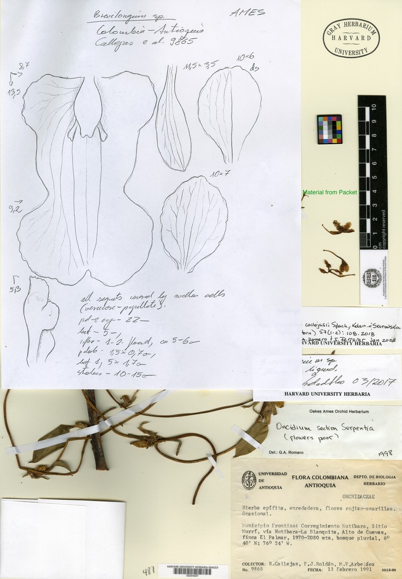 Otoglossum callejasii