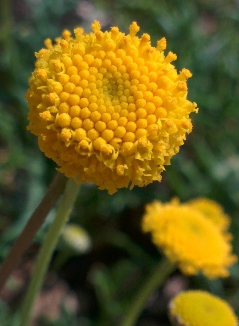 Otoglyphis factorovskyi