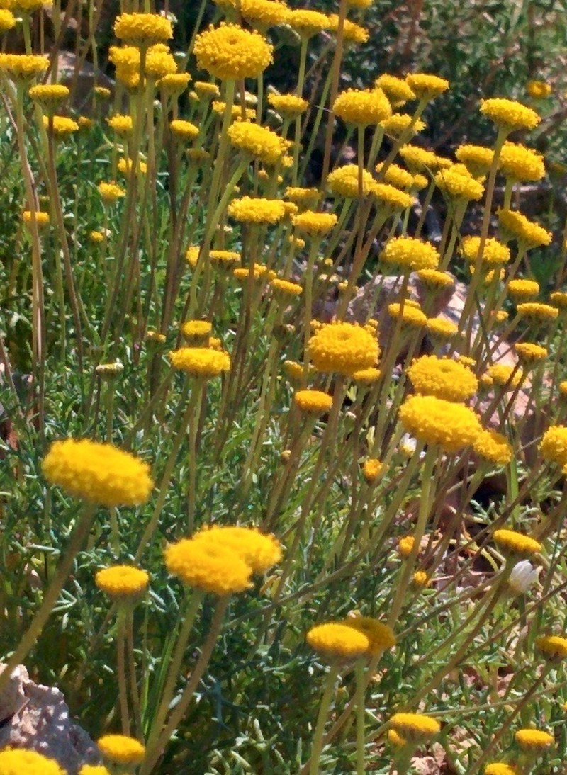Otoglyphis factorovskyi photo 2