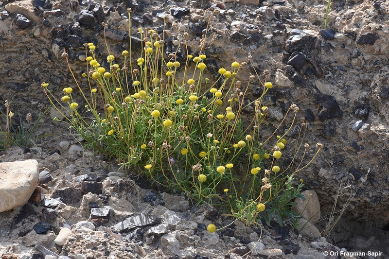 Otoglyphis factorovskyi photo 6