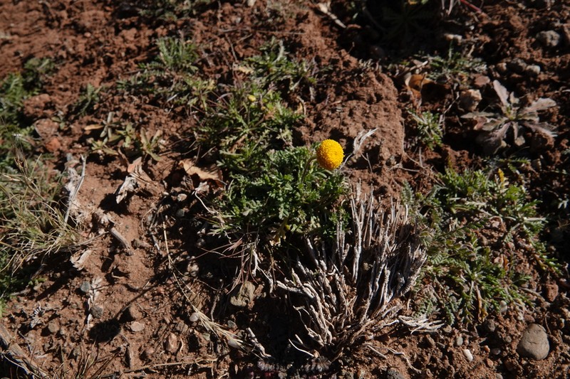 Otoglyphis pubescens