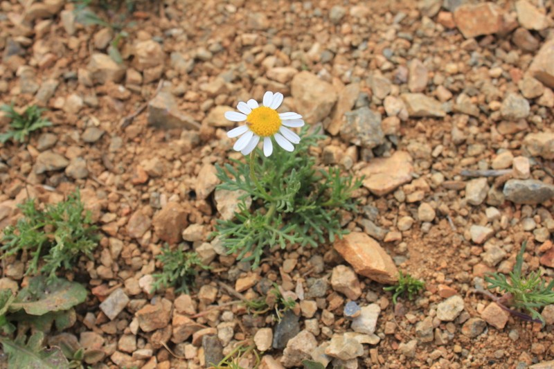 Otoglyphis pubescens photo 2