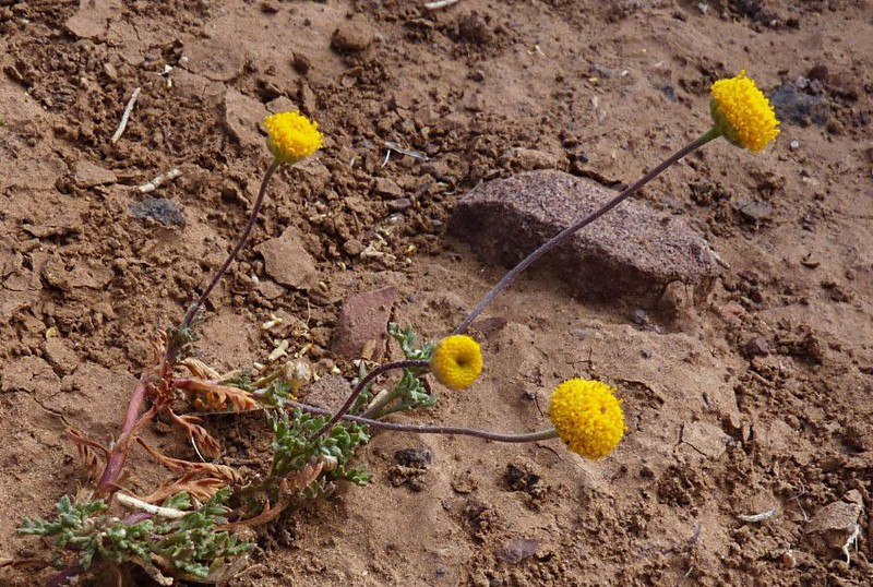 Otoglyphis pubescens photo 3
