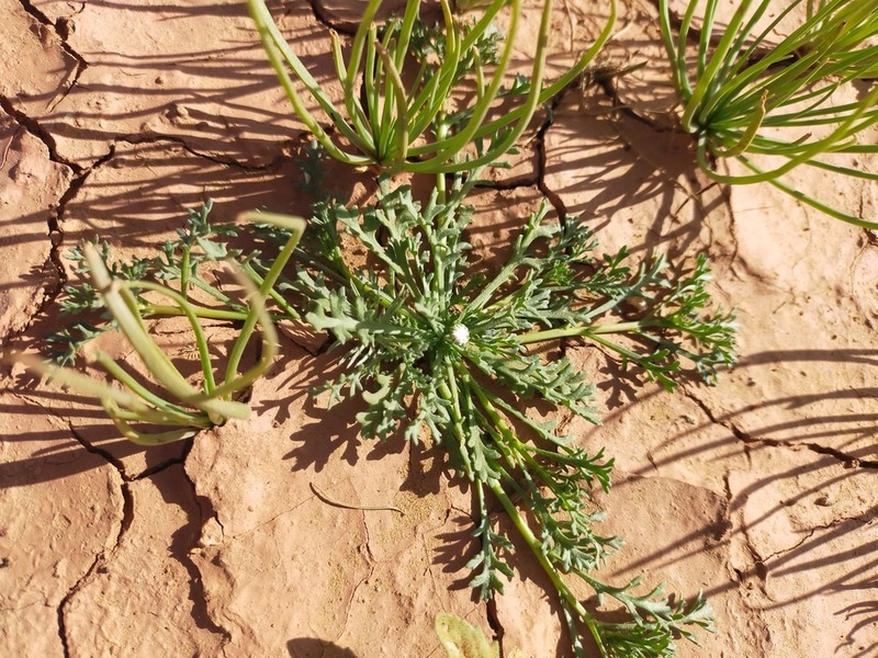 Otoglyphis pubescens photo 4