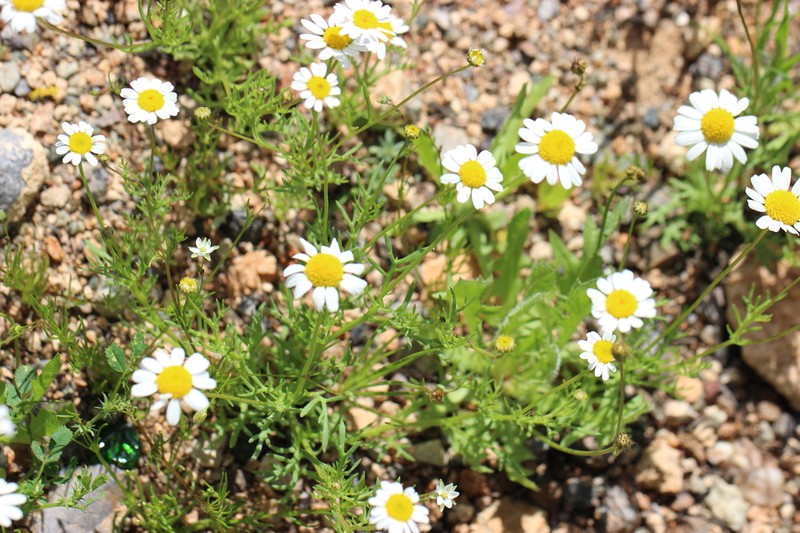 Otoglyphis pubescens photo 5