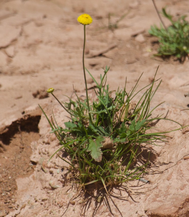 Otoglyphis pubescens photo 6