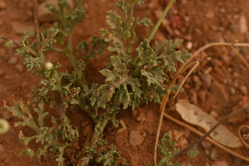Otoglyphis pubescens photo 7