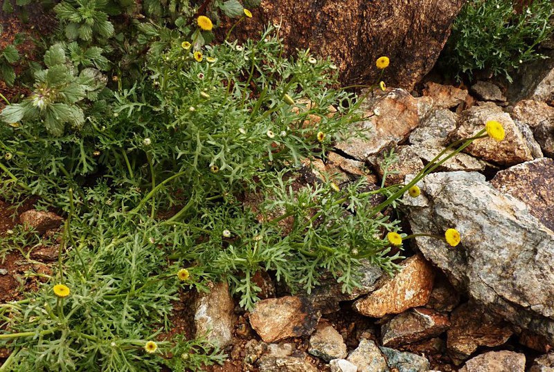 Otoglyphis pubescens photo 8