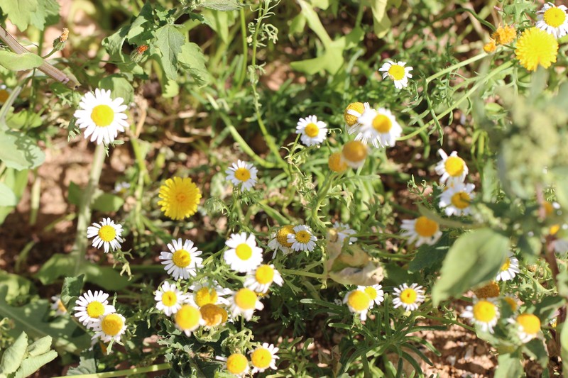 Otoglyphis pubescens subsp. maroccana photo 2