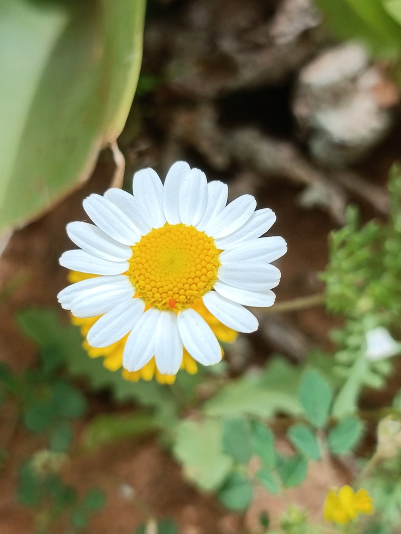 Otoglyphis pubescens subsp. maroccana photo 3