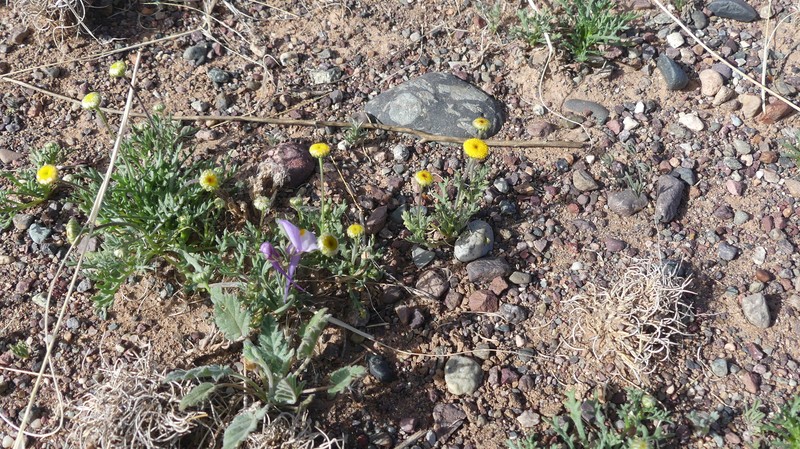 Otoglyphis pubescens subsp. pubescens