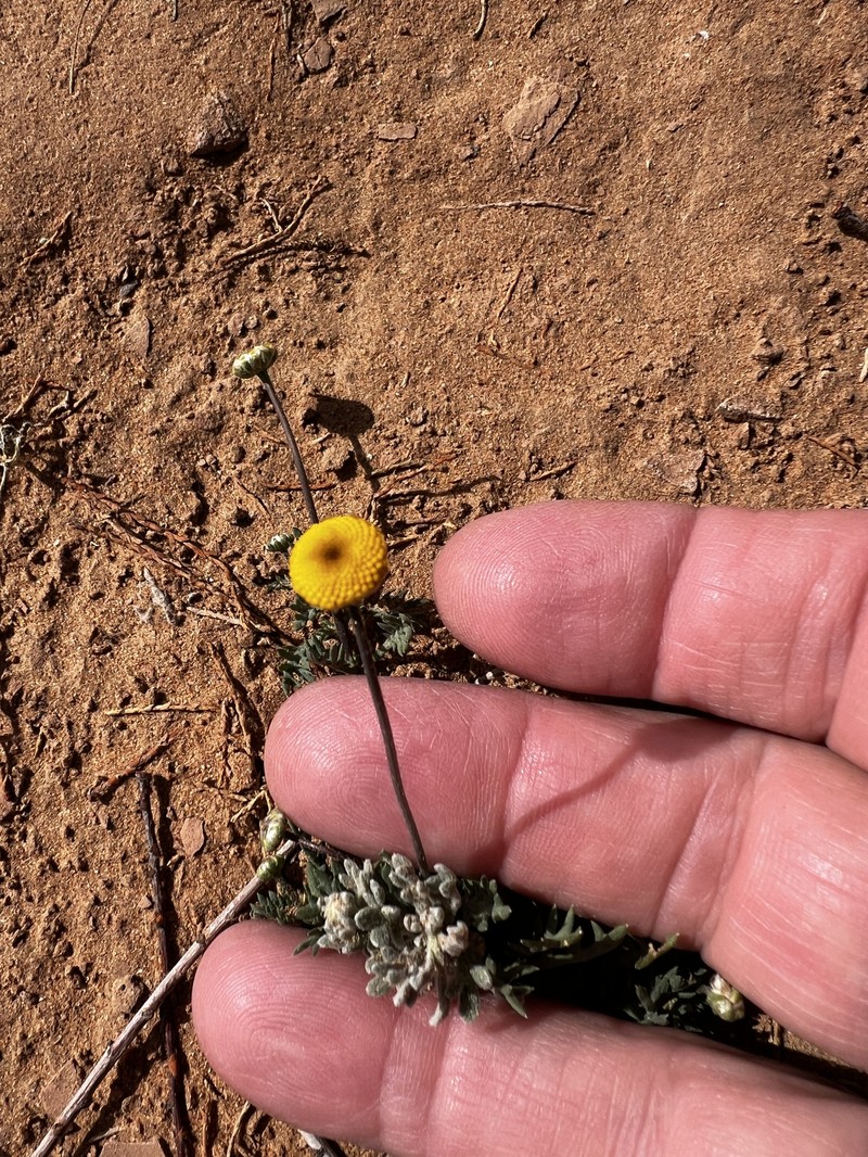 Otoglyphis pubescens subsp. pubescens photo 2