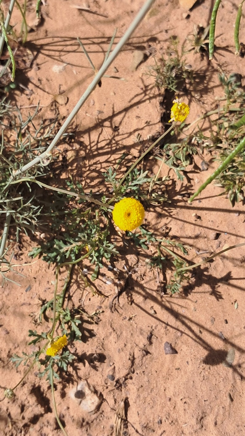 Otoglyphis pubescens subsp. pubescens photo 3