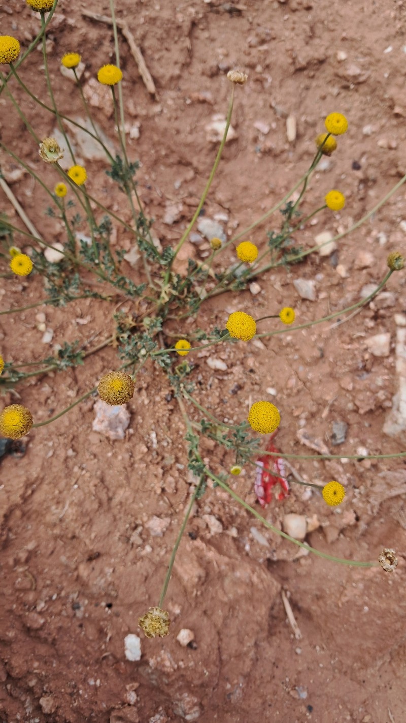 Otoglyphis pubescens subsp. pubescens photo 4