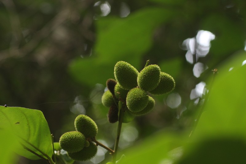 Otonephelium stipulaceum photo 2