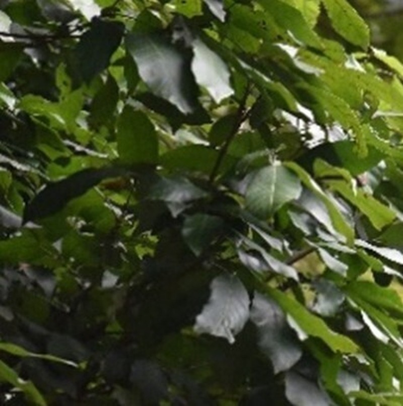 Otonephelium stipulaceum photo 3