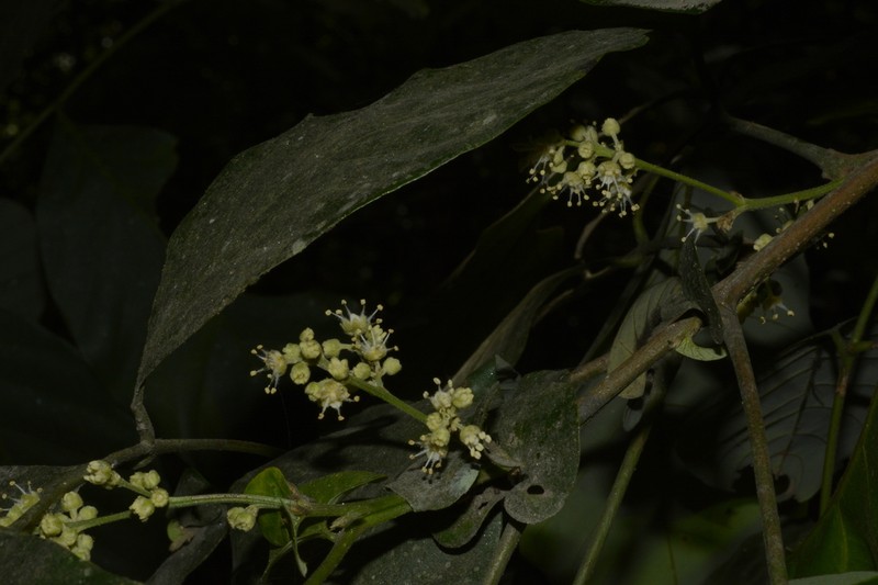 Otonephelium stipulaceum photo 6