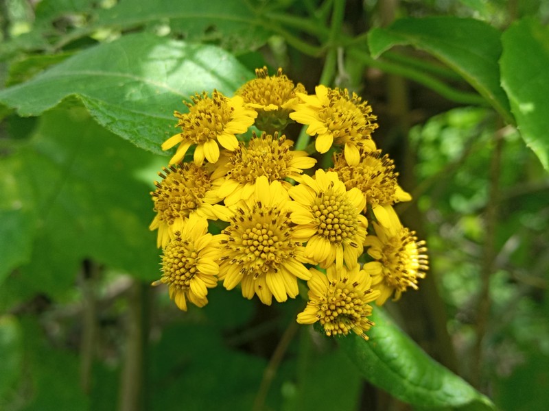Otopappus acuminatus photo 4