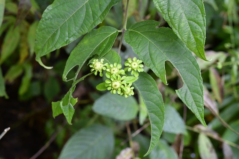 Otopappus brevipes photo 3