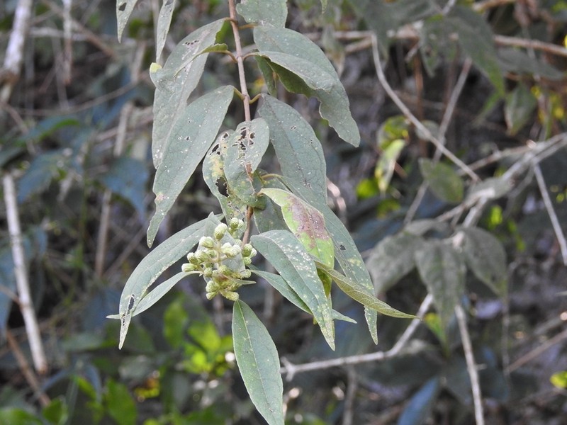 Otopappus brevipes photo 6