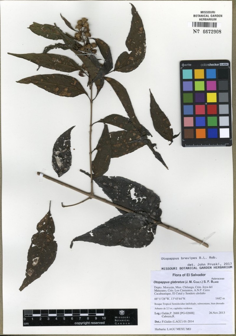Otopappus brevipes photo 7