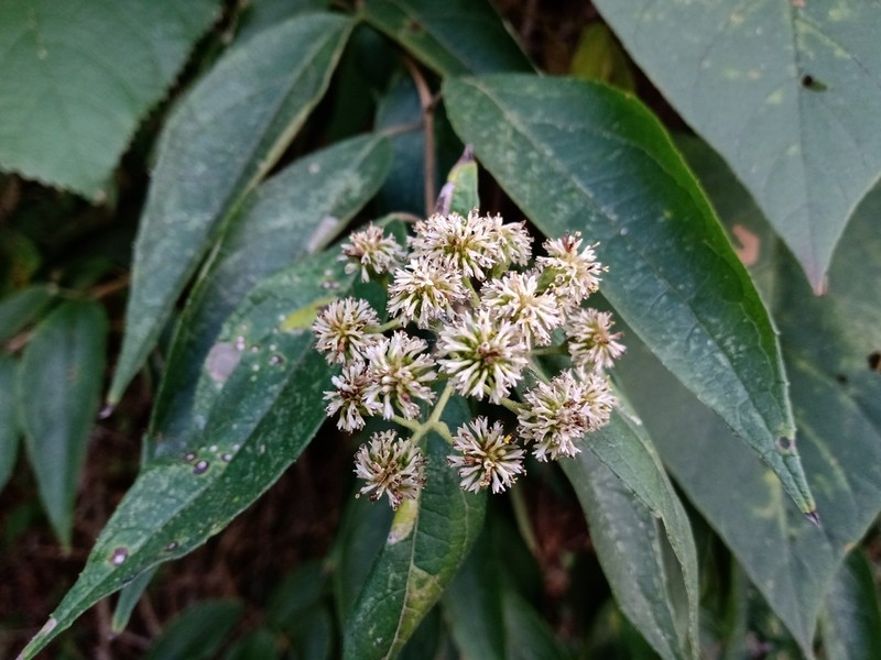 Otopappus curviflorus photo 2