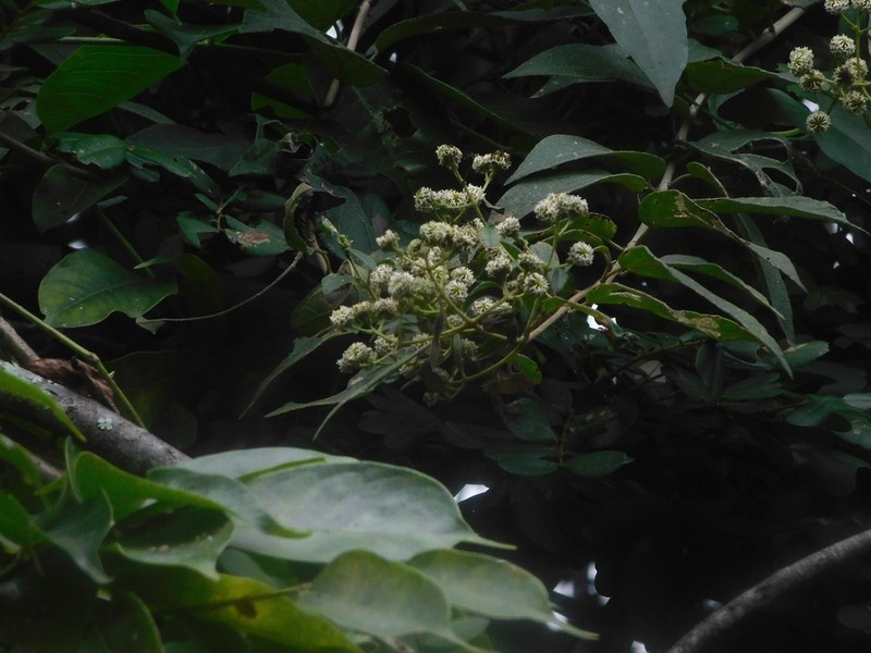 Otopappus curviflorus photo 3
