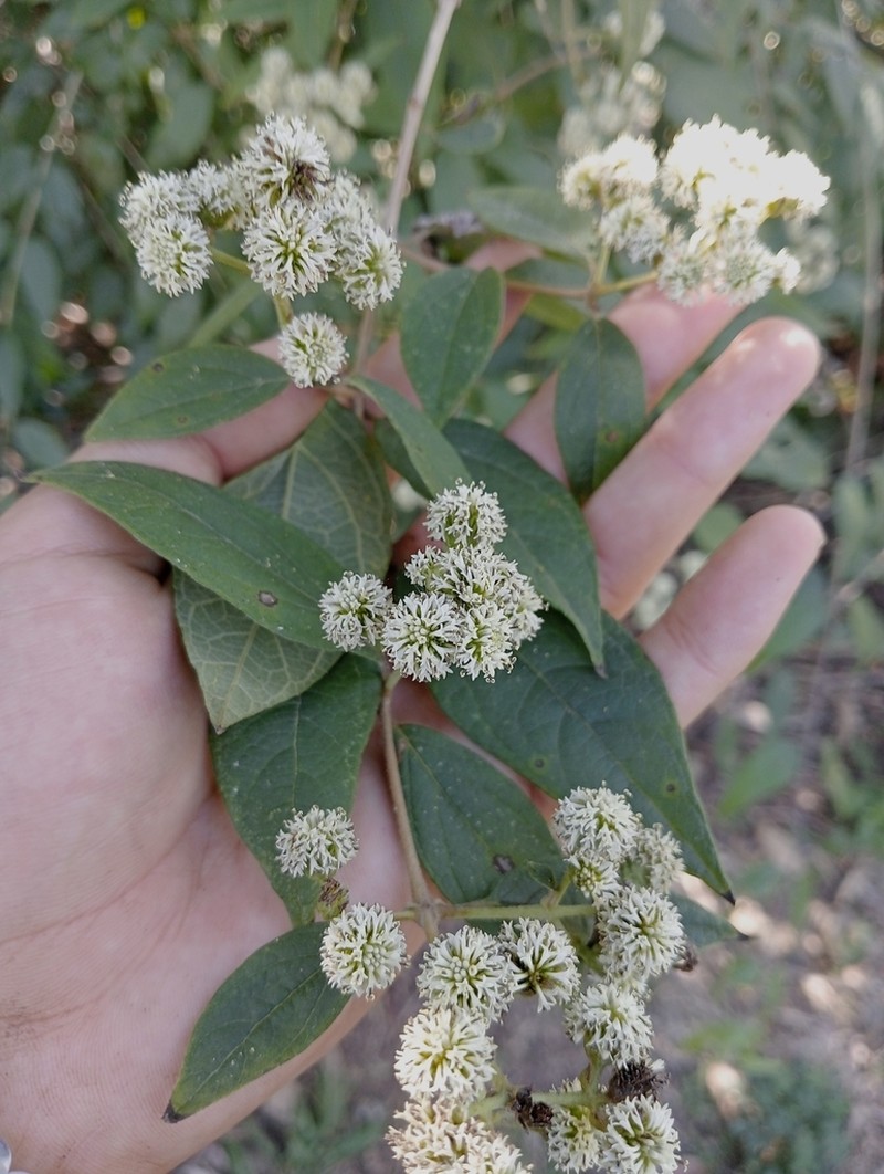 Otopappus curviflorus photo 4