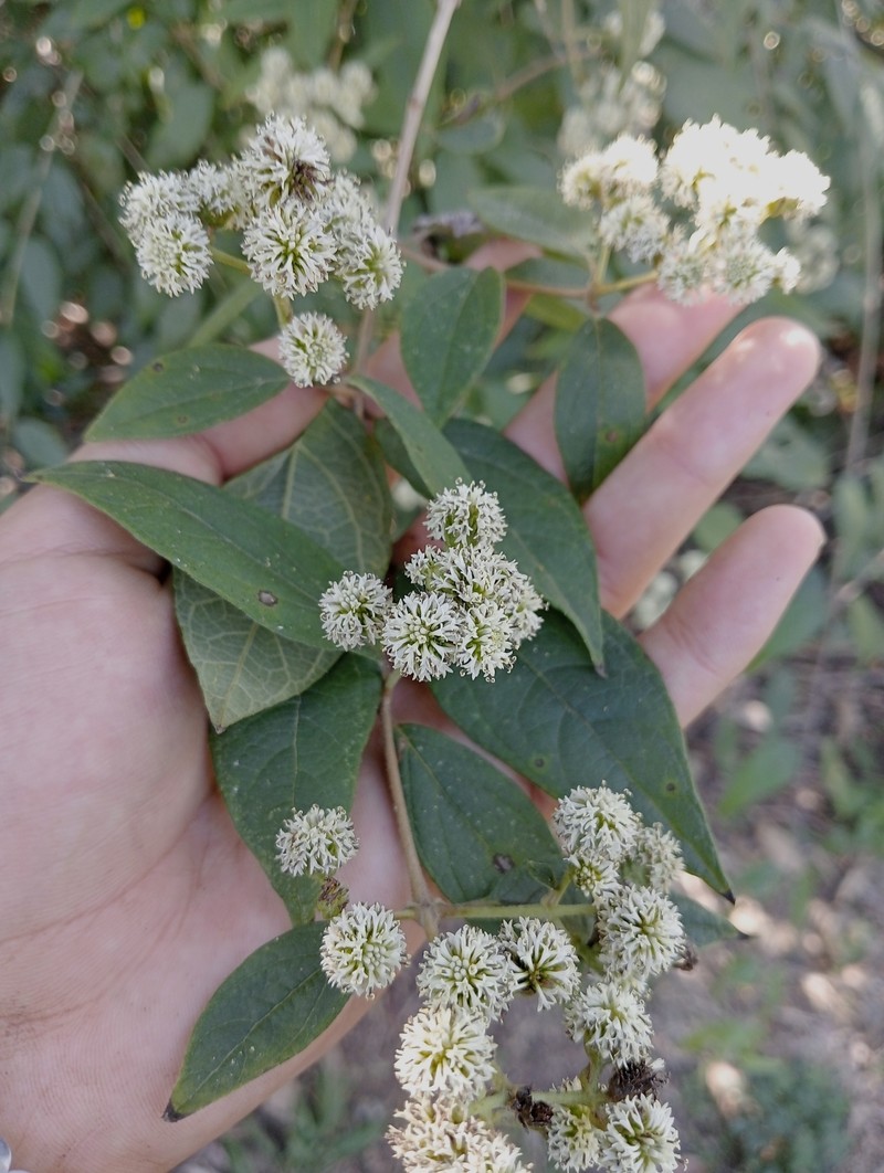 Otopappus curviflorus photo 6