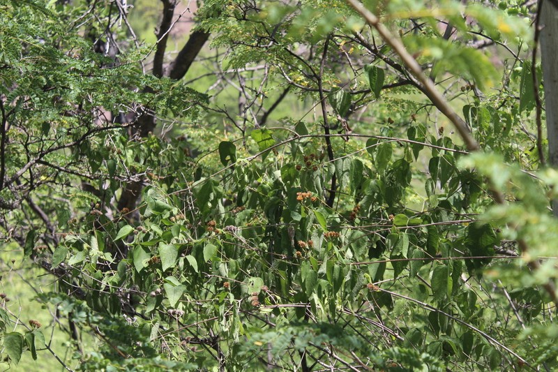 Otopappus epaleaceus