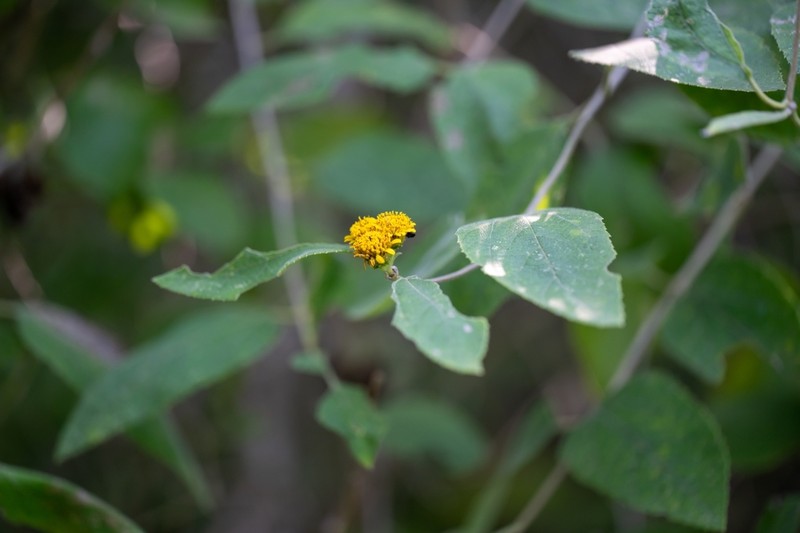 Otopappus epaleaceus photo 4