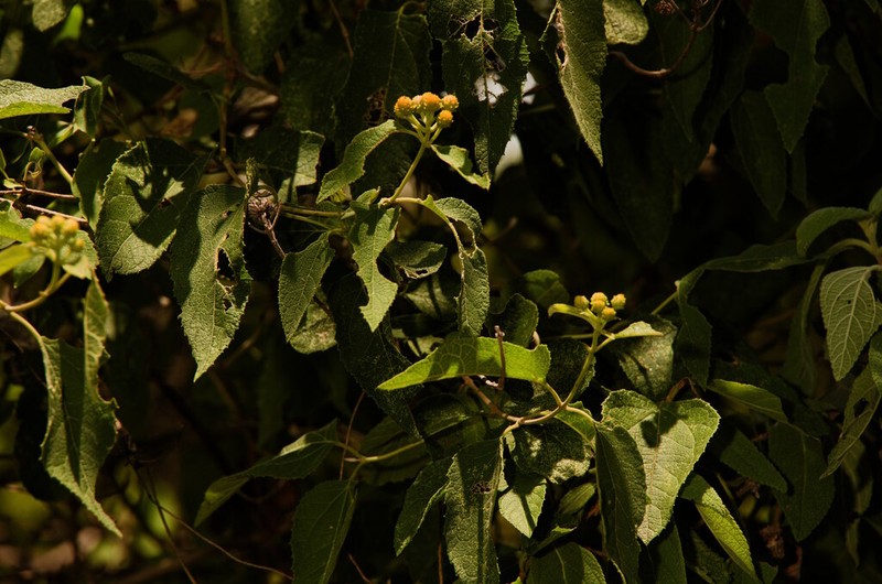 Otopappus epaleaceus photo 6