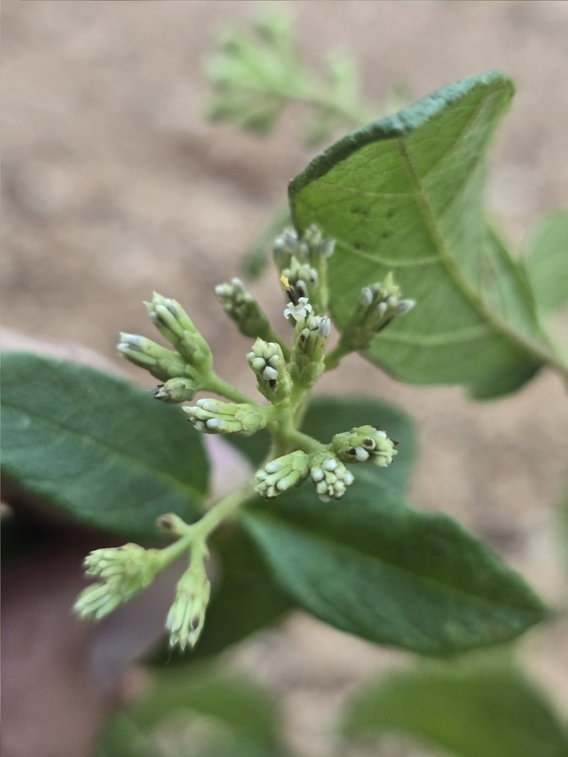 Otopappus guatemalensis photo 3