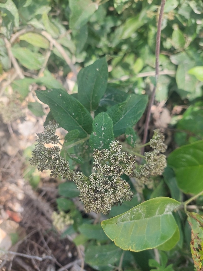 Otopappus guatemalensis photo 4