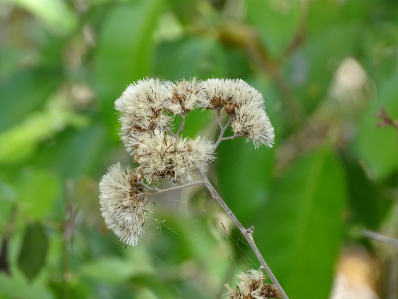 Otopappus guatemalensis photo 5