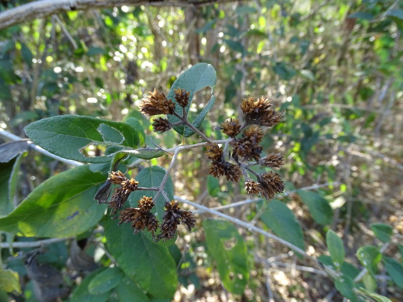 Otopappus guatemalensis photo 6