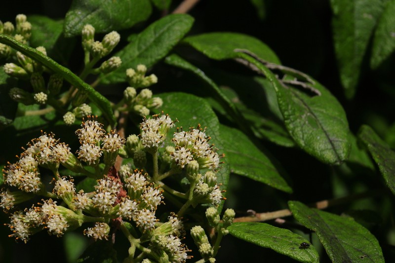 Otopappus guatemalensis photo 7