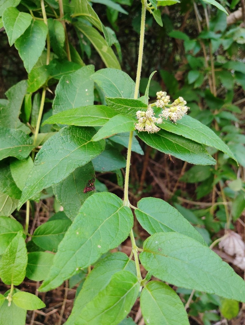 Otopappus guatemalensis photo 8