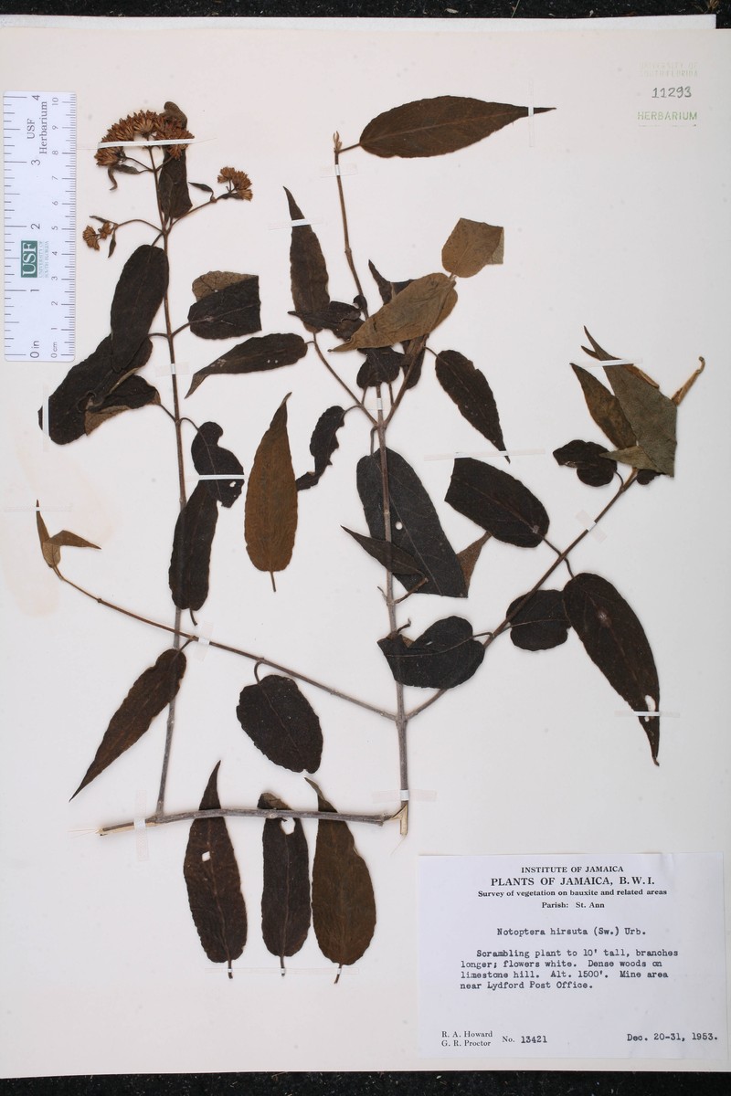 Otopappus hirsutus