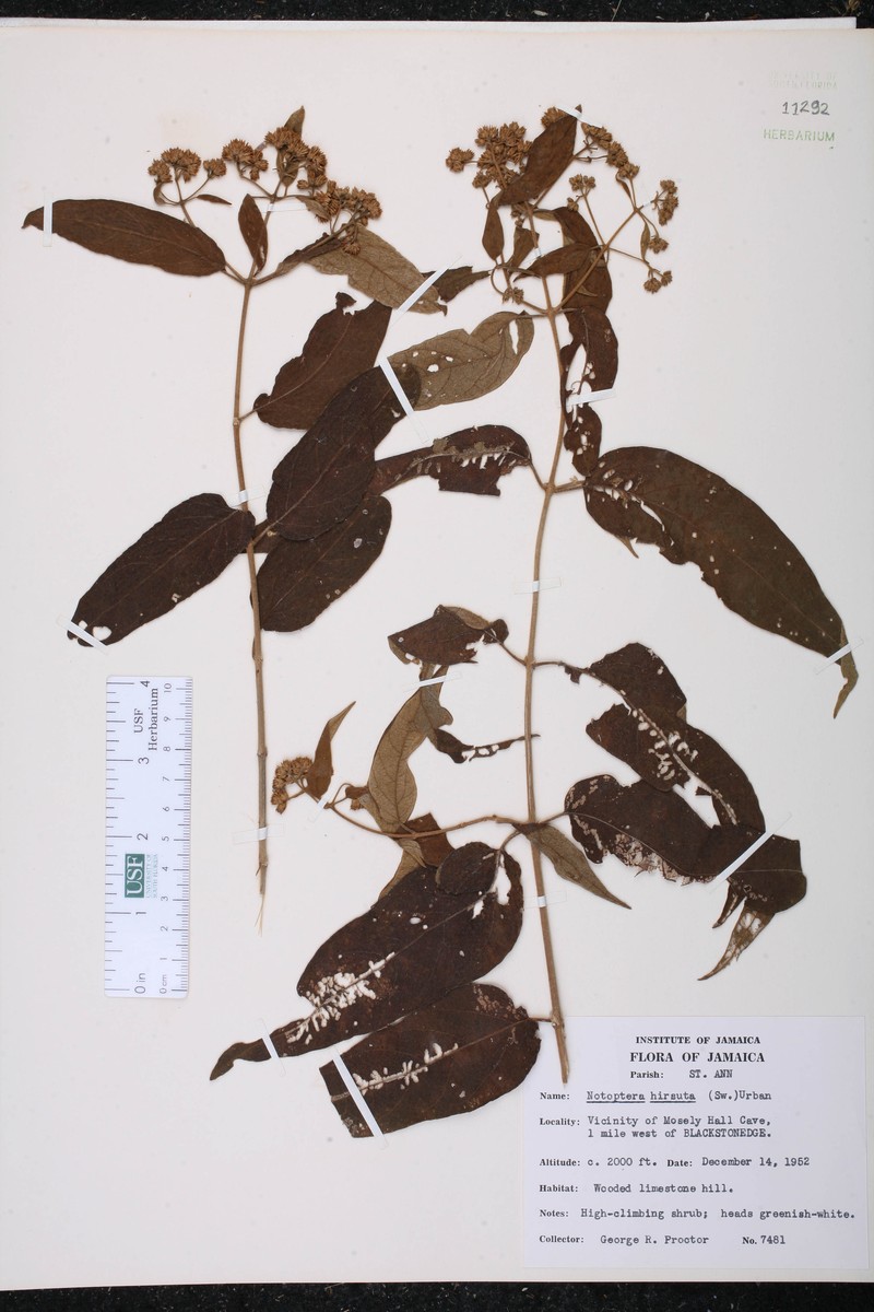Otopappus hirsutus photo 2