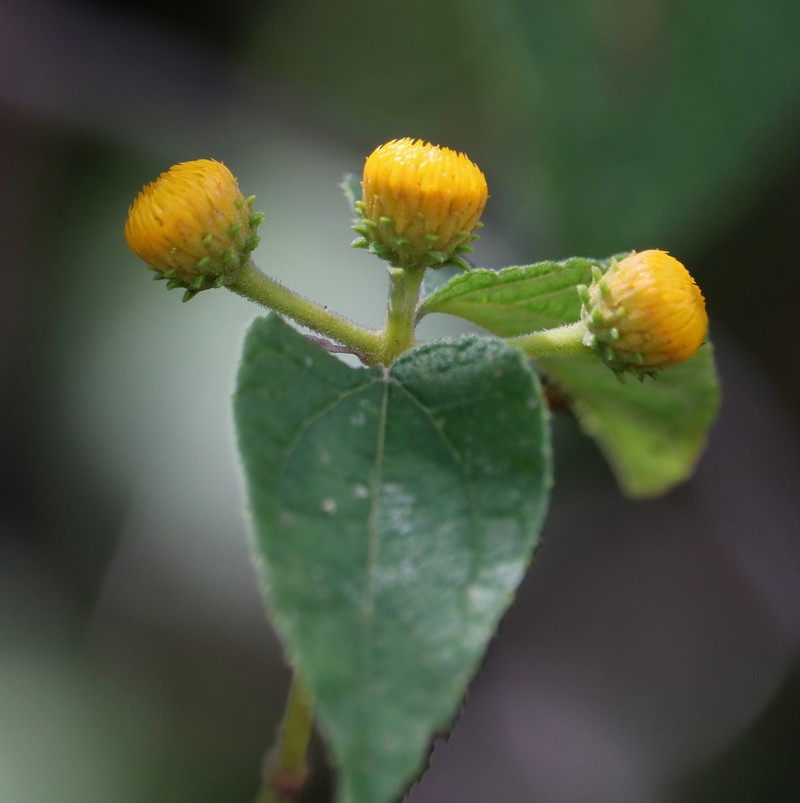Otopappus imbricatus photo 4