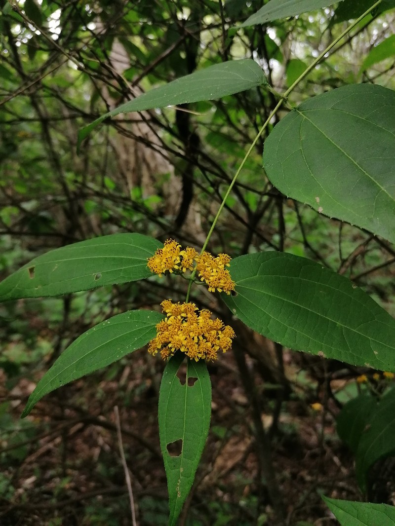 Otopappus mexicanus photo 2