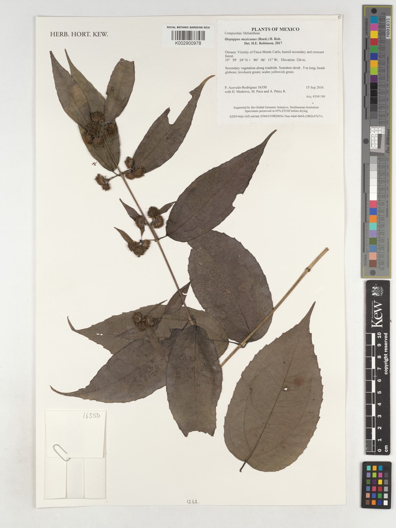 Otopappus mexicanus photo 4